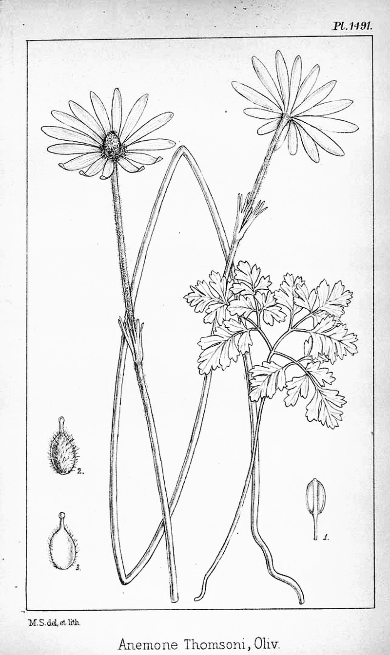 Anemone thomsonii photo 2