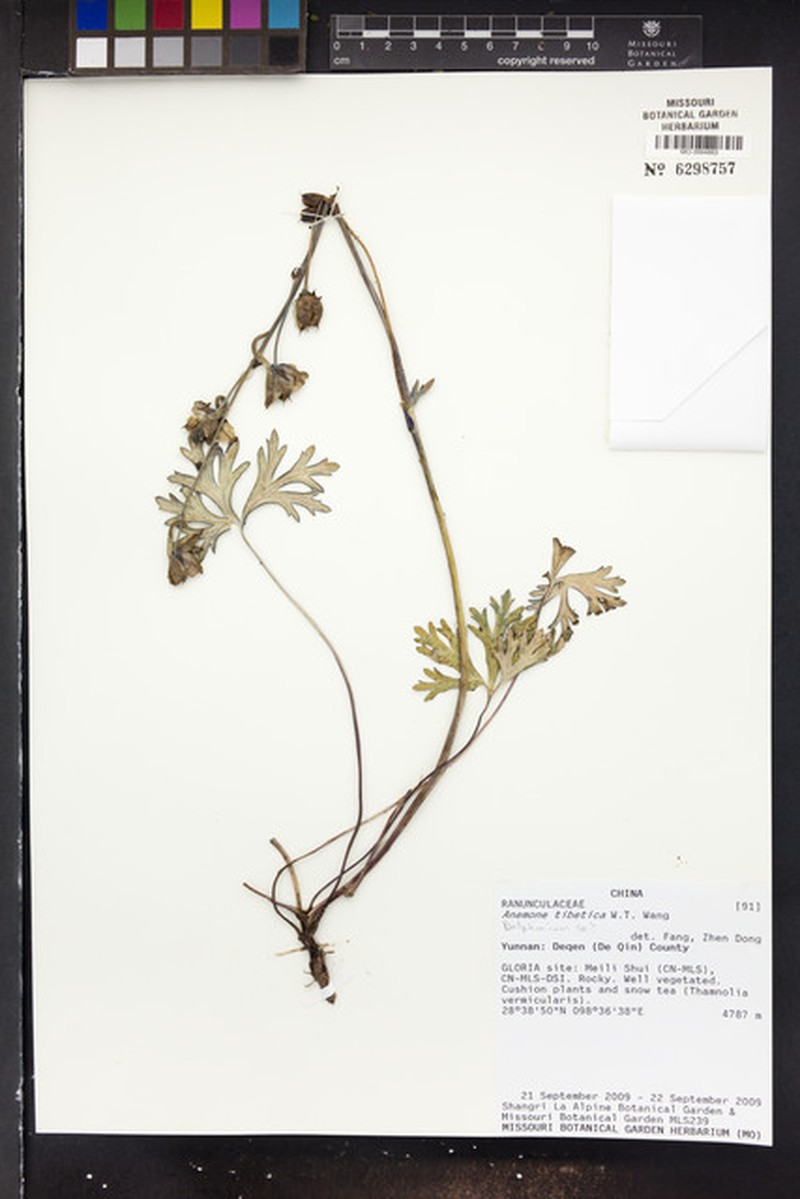 Anemone tibetica