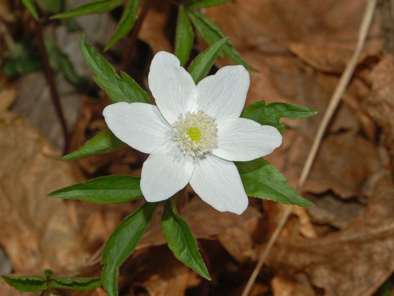 Anemone trifolia