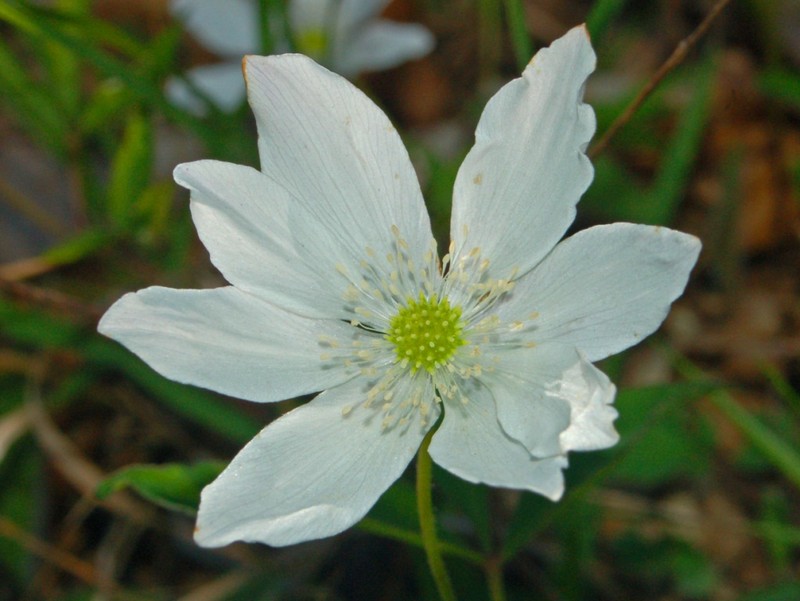 Anemone trifolia photo 2
