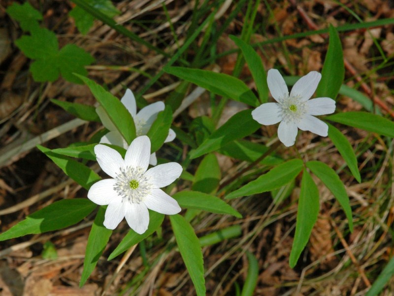 Anemone trifolia photo 3