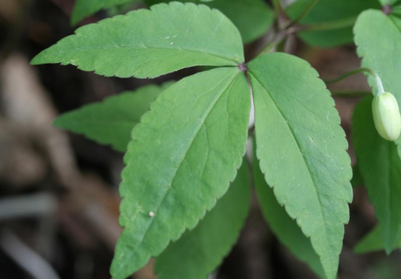 Anemone trifolia photo 4