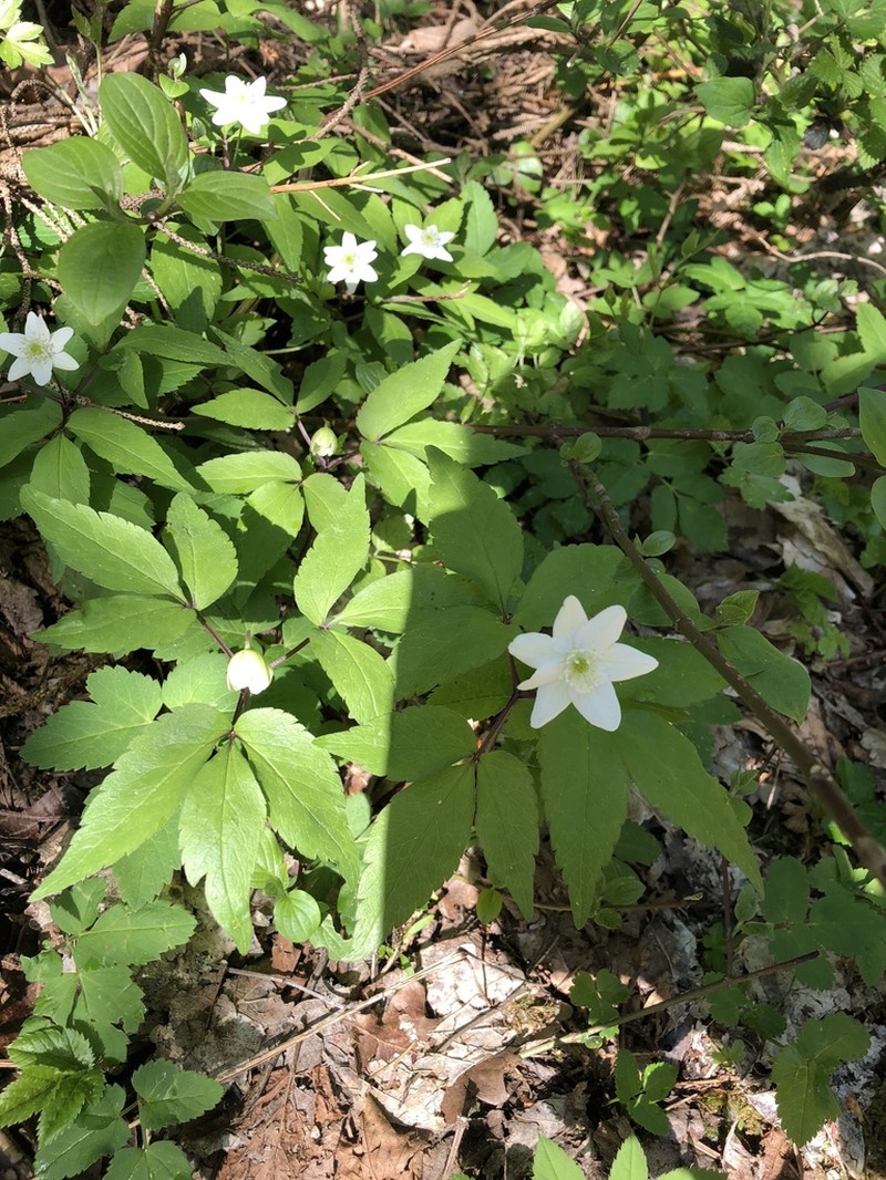 Anemone trifolia photo 5