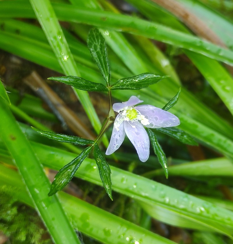 Anemone trifolia subsp. albida