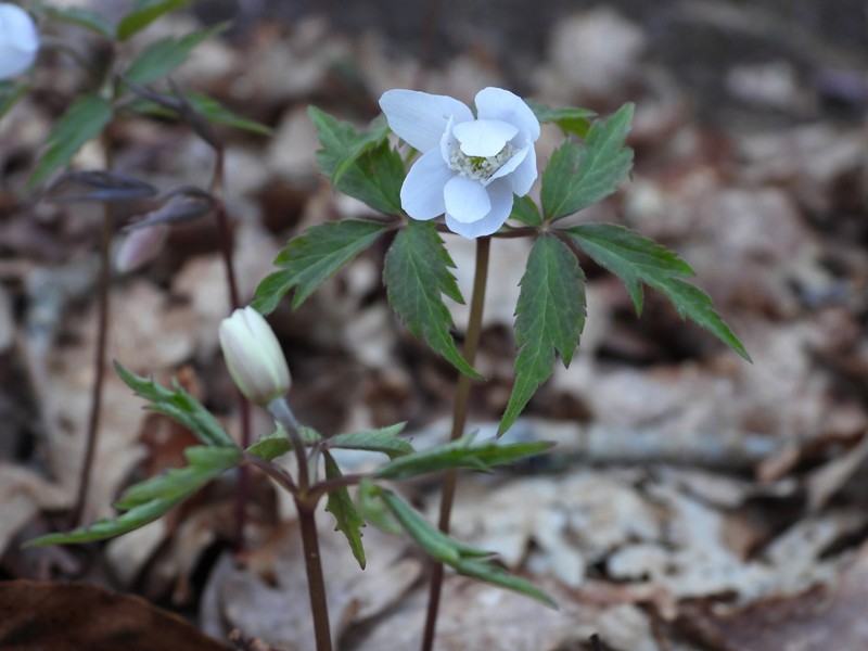 Anemone trifolia subsp. albida photo 2