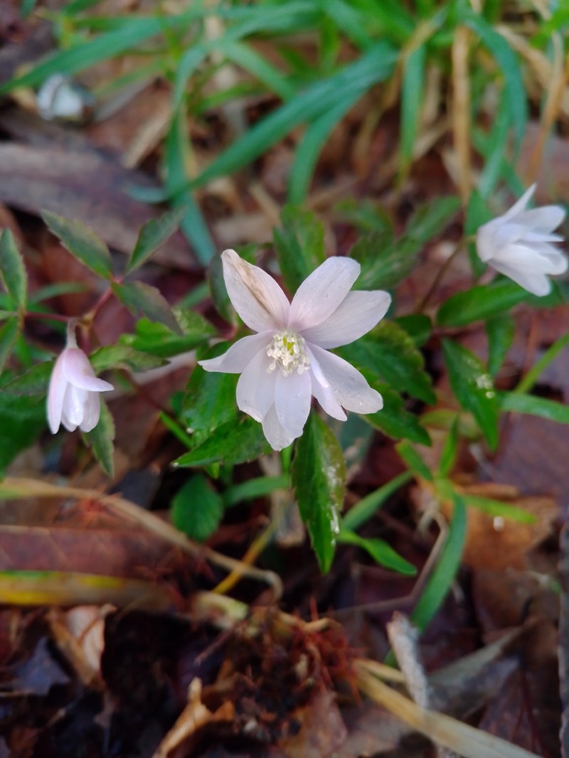 Anemone trifolia subsp. albida photo 3