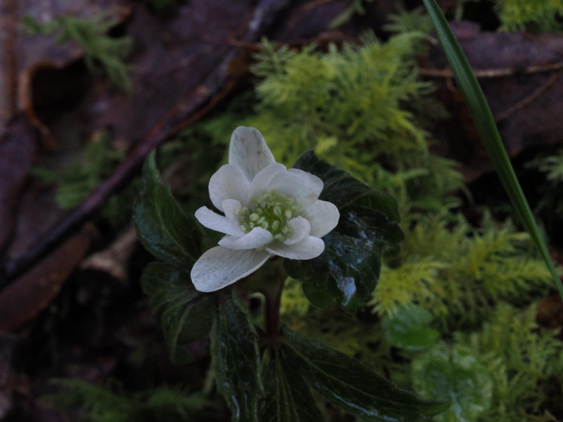 Anemone trifolia subsp. albida photo 4