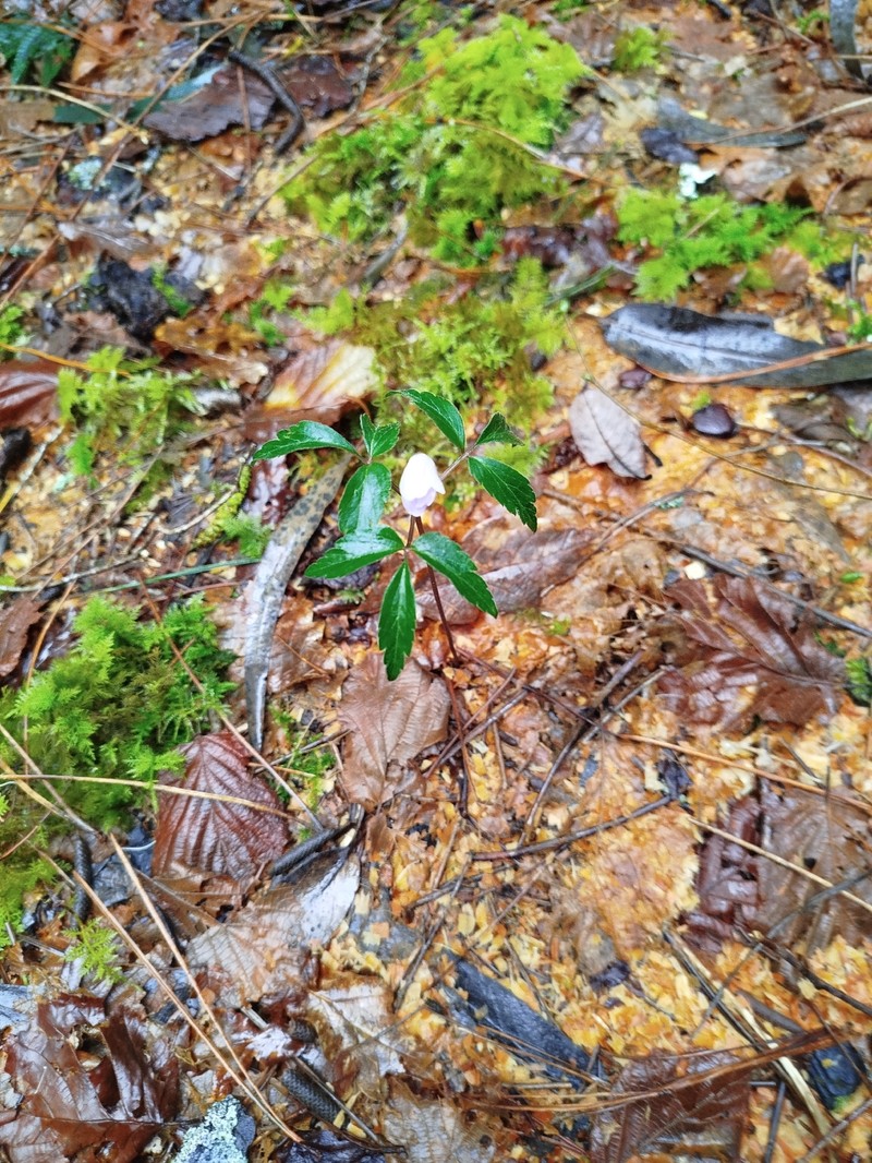 Anemone trifolia subsp. trifolia