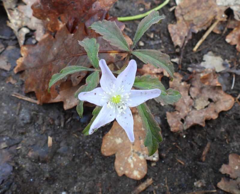 Anemone trifolia subsp. trifolia photo 2