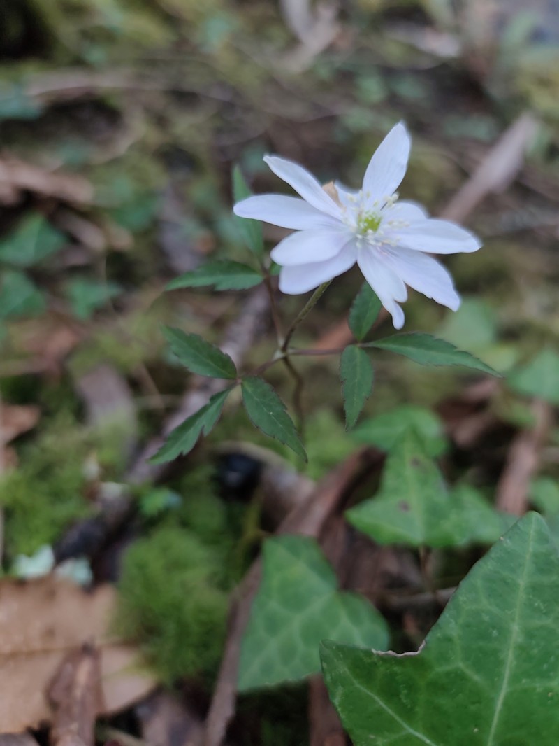 Anemone trifolia subsp. trifolia photo 3