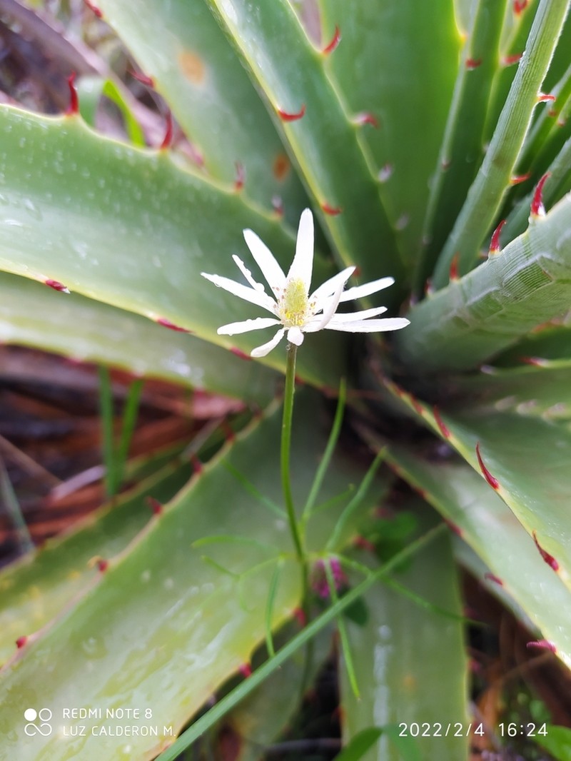Anemone triternata