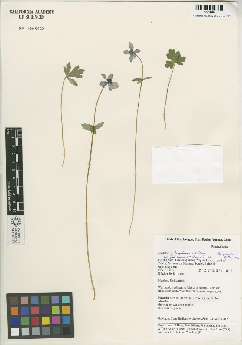 Anemone truncata photo 3