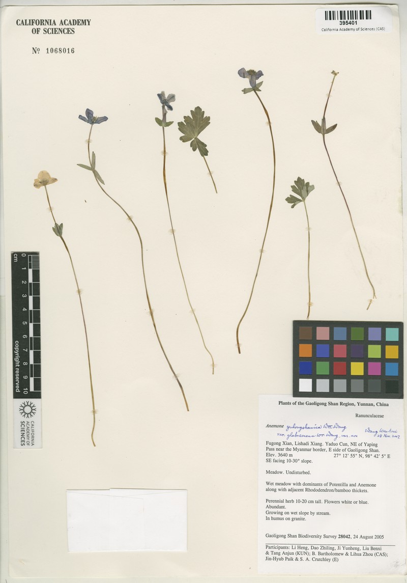 Anemone truncata photo 4