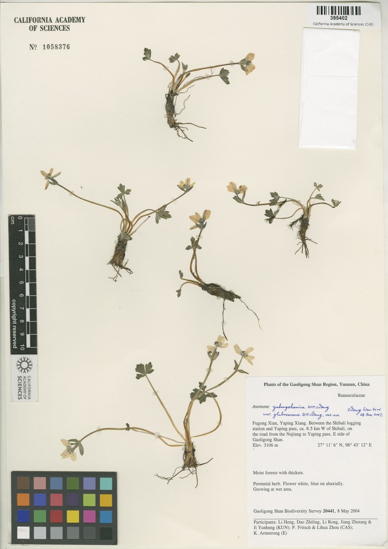 Anemone truncata photo 5