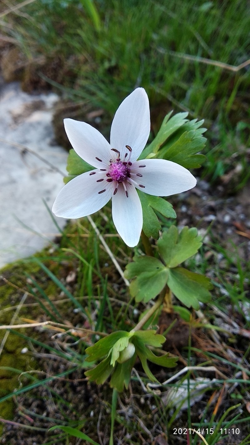 Anemone tschernaewii