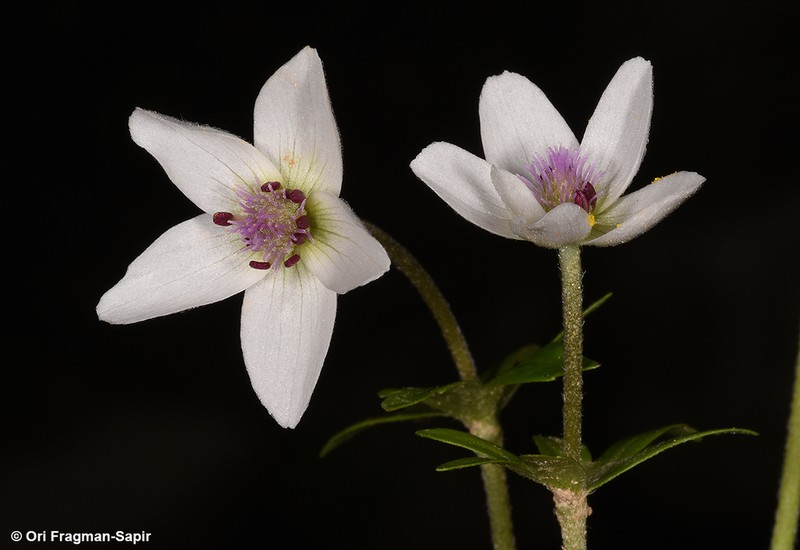 Anemone tschernaewii photo 2