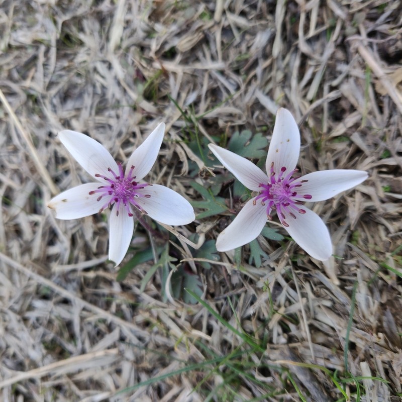 Anemone tschernaewii photo 3