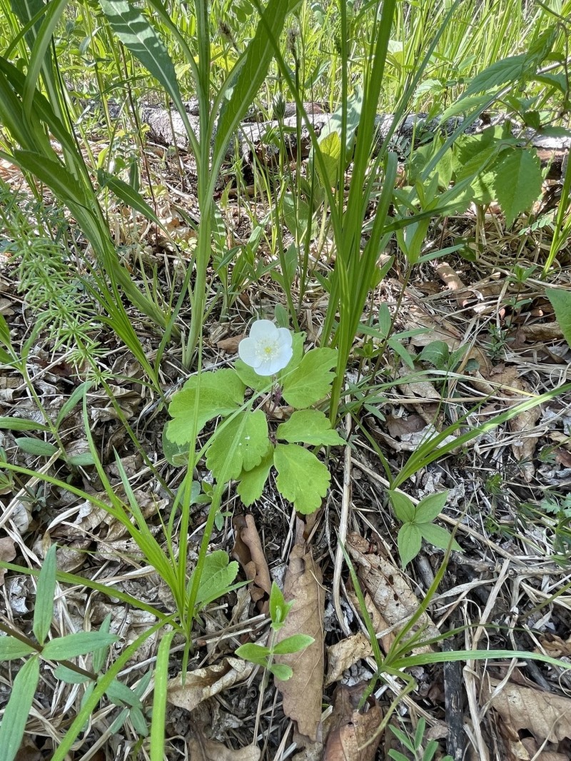 Anemone udensis