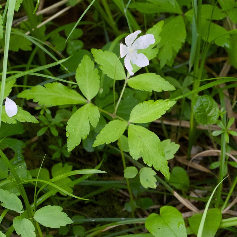 Anemone umbrosa
