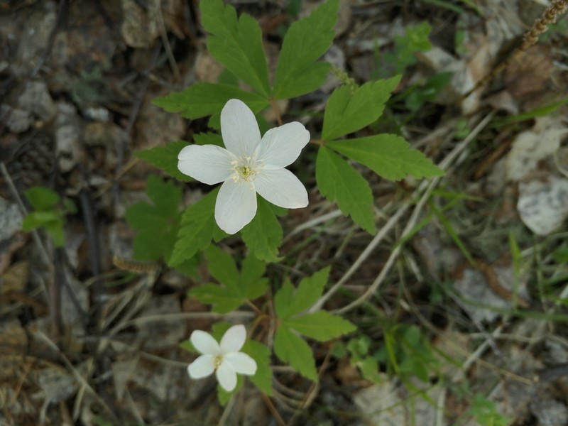 Anemone umbrosa photo 2