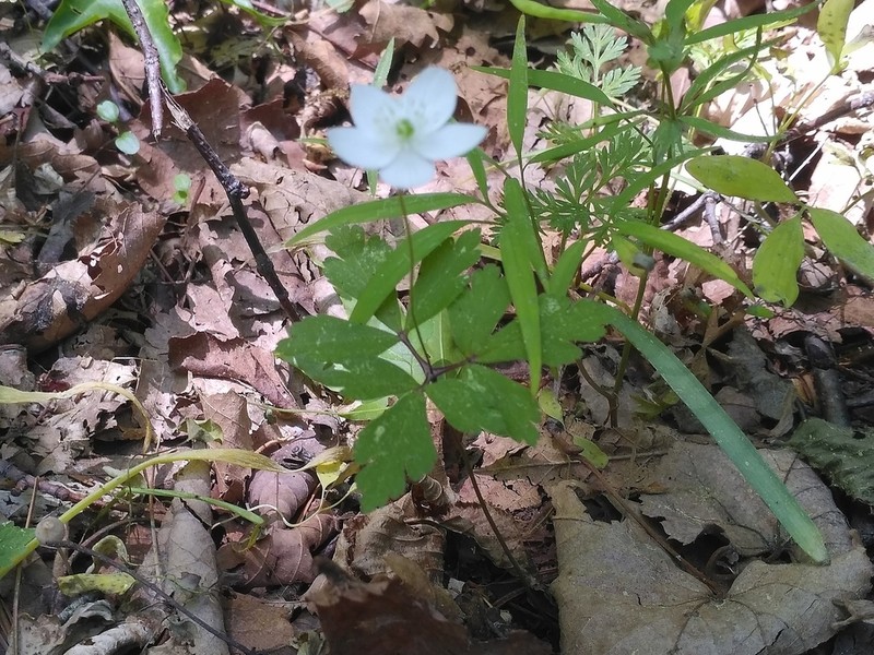 Anemone umbrosa photo 3