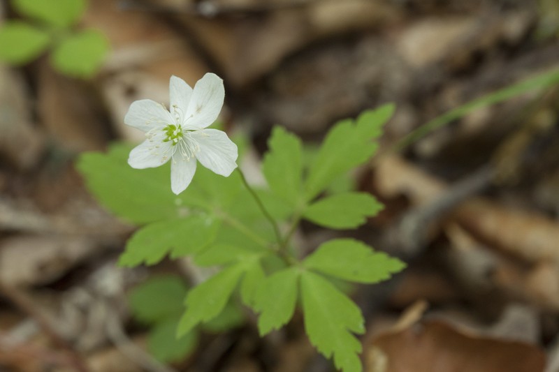 Anemone umbrosa photo 8