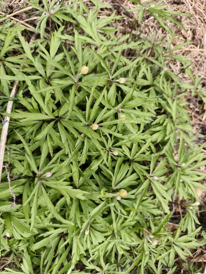 Anemone uralensis photo 2