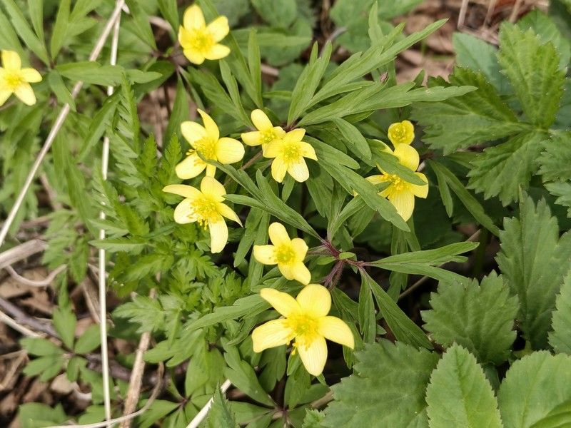 Anemone uralensis photo 3