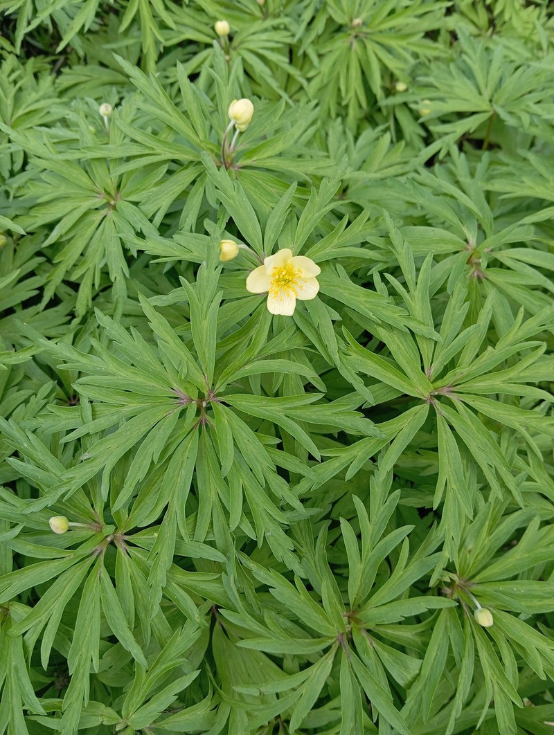 Anemone uralensis photo 4