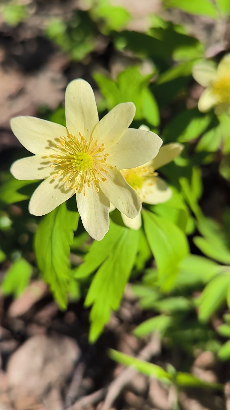 Anemone uralensis photo 5