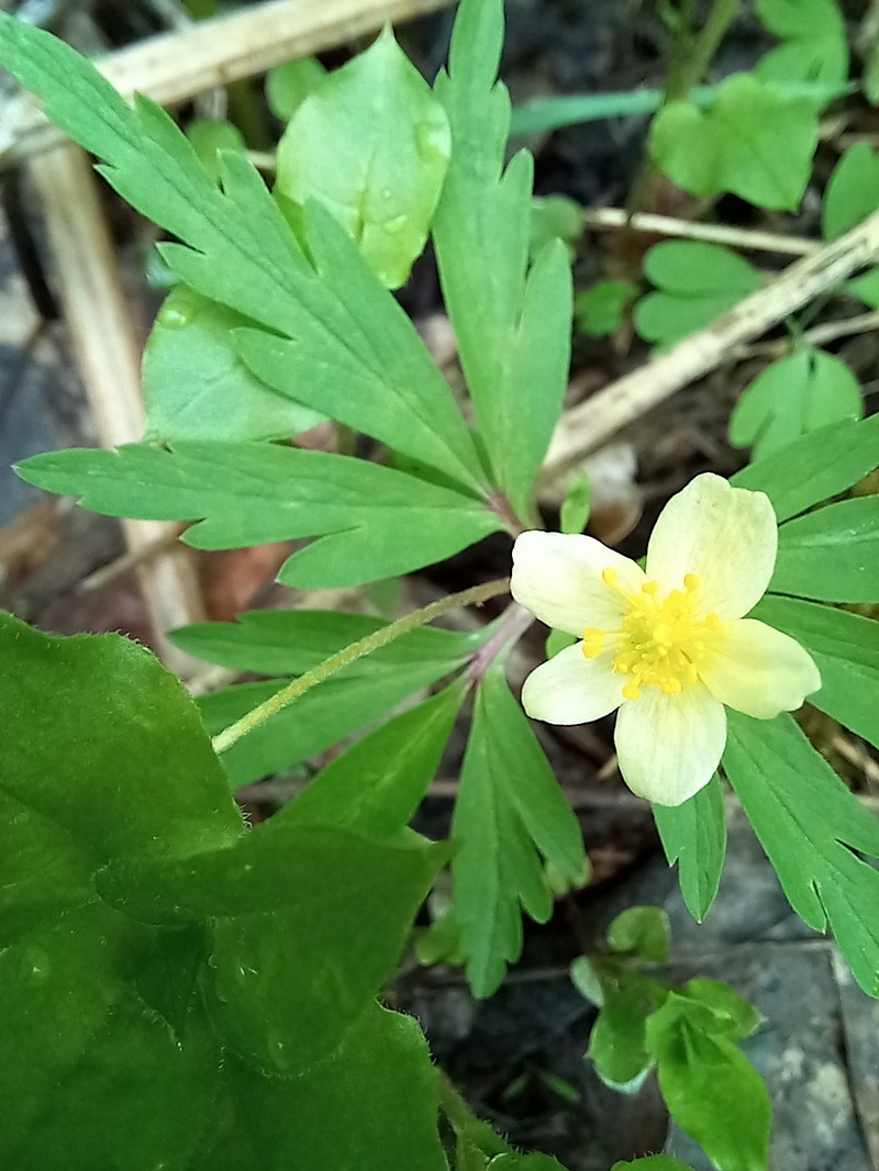 Anemone uralensis