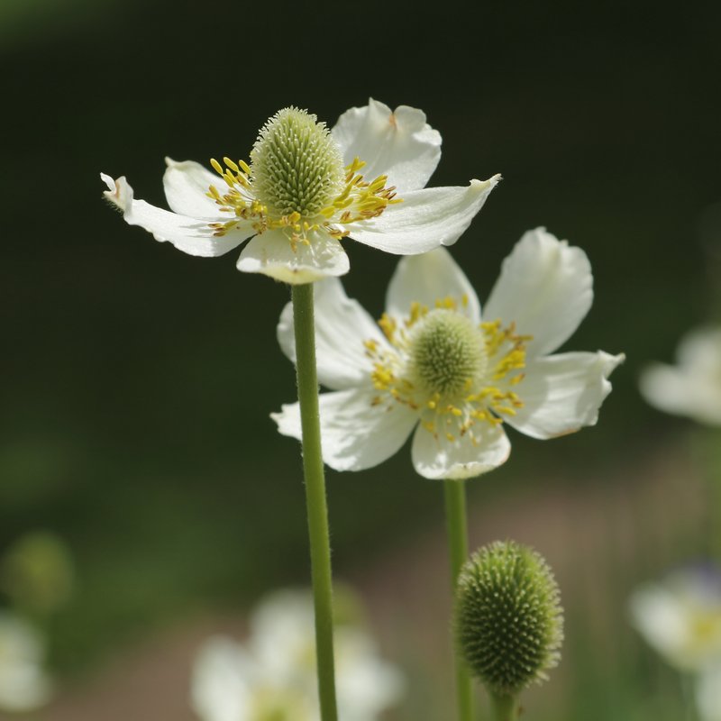 Tall Thimbleweed photo 2