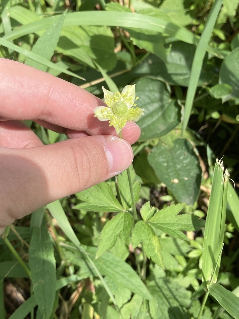 Tall Thimbleweed photo 3