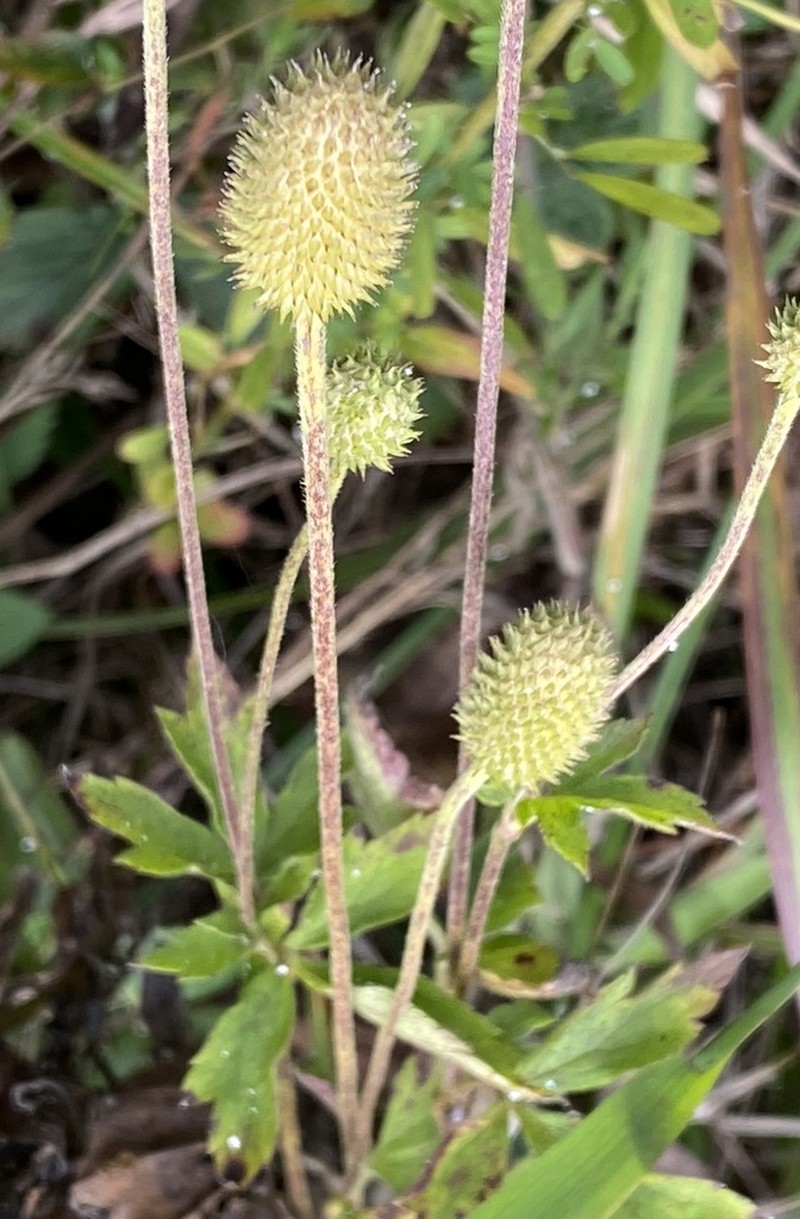 Tall Thimbleweed photo 4