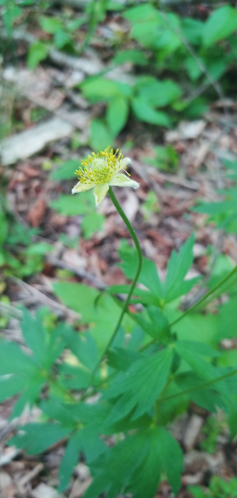 Anemone virginiana var. alba