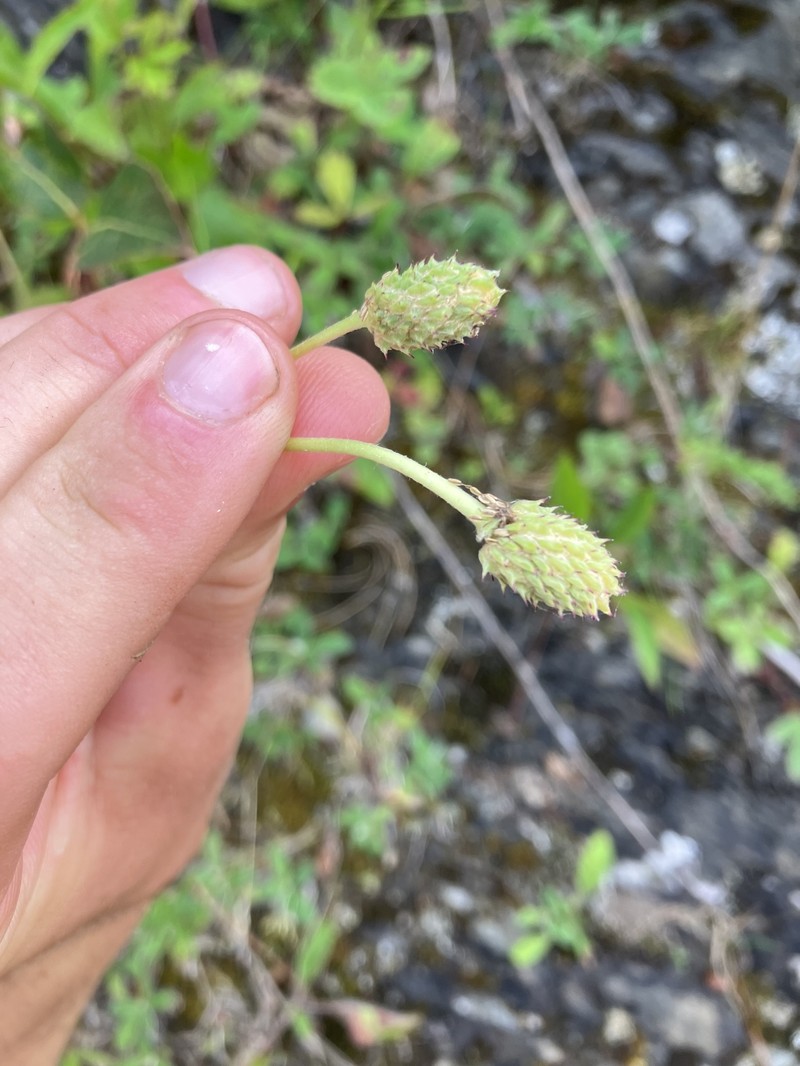 Anemone virginiana var. alba photo 2