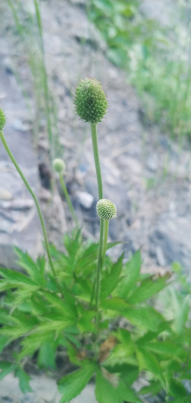 Anemone virginiana var. alba photo 3