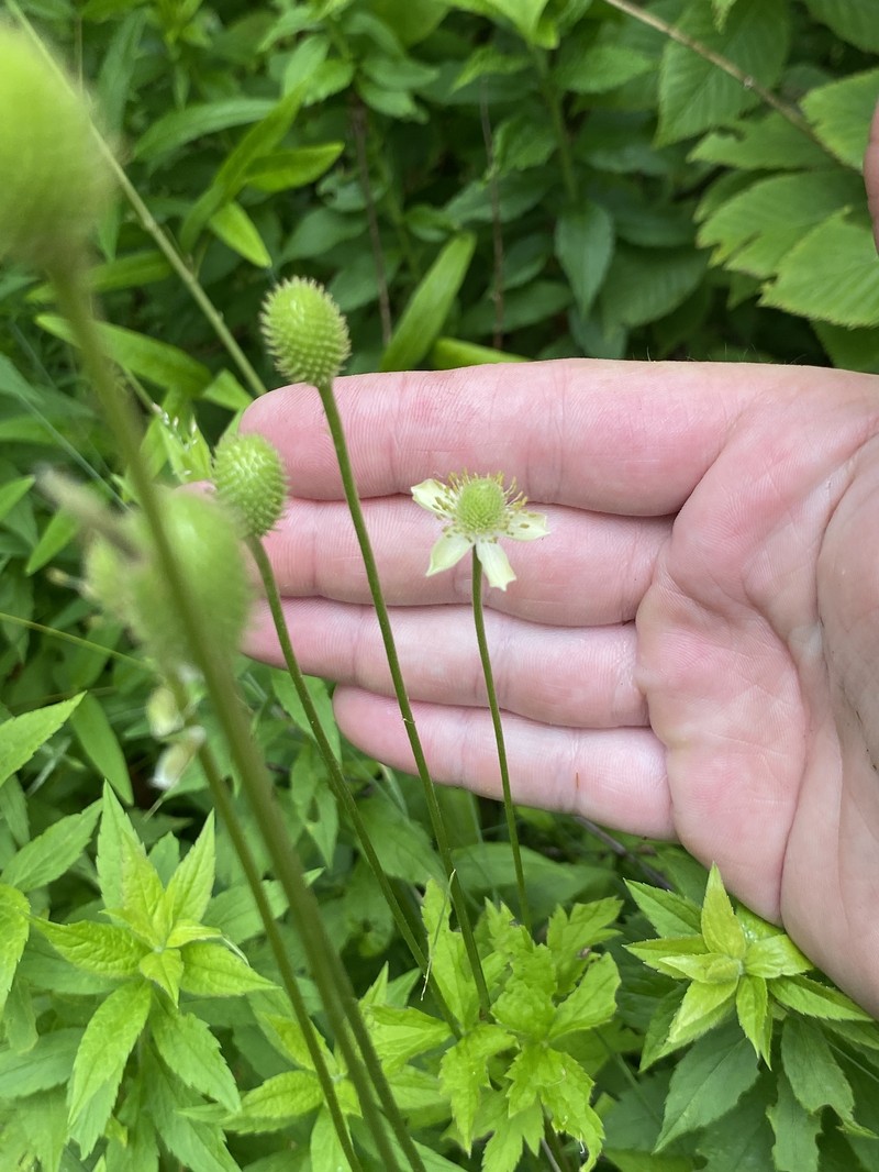 Anemone virginiana var. alba photo 4