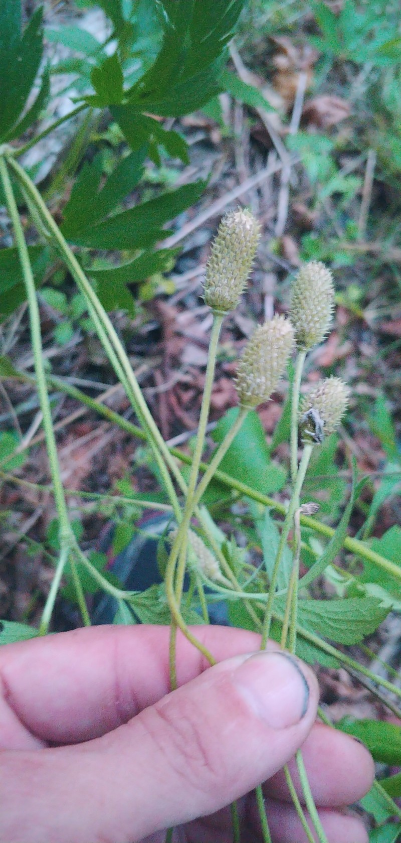 Anemone virginiana var. alba photo 5