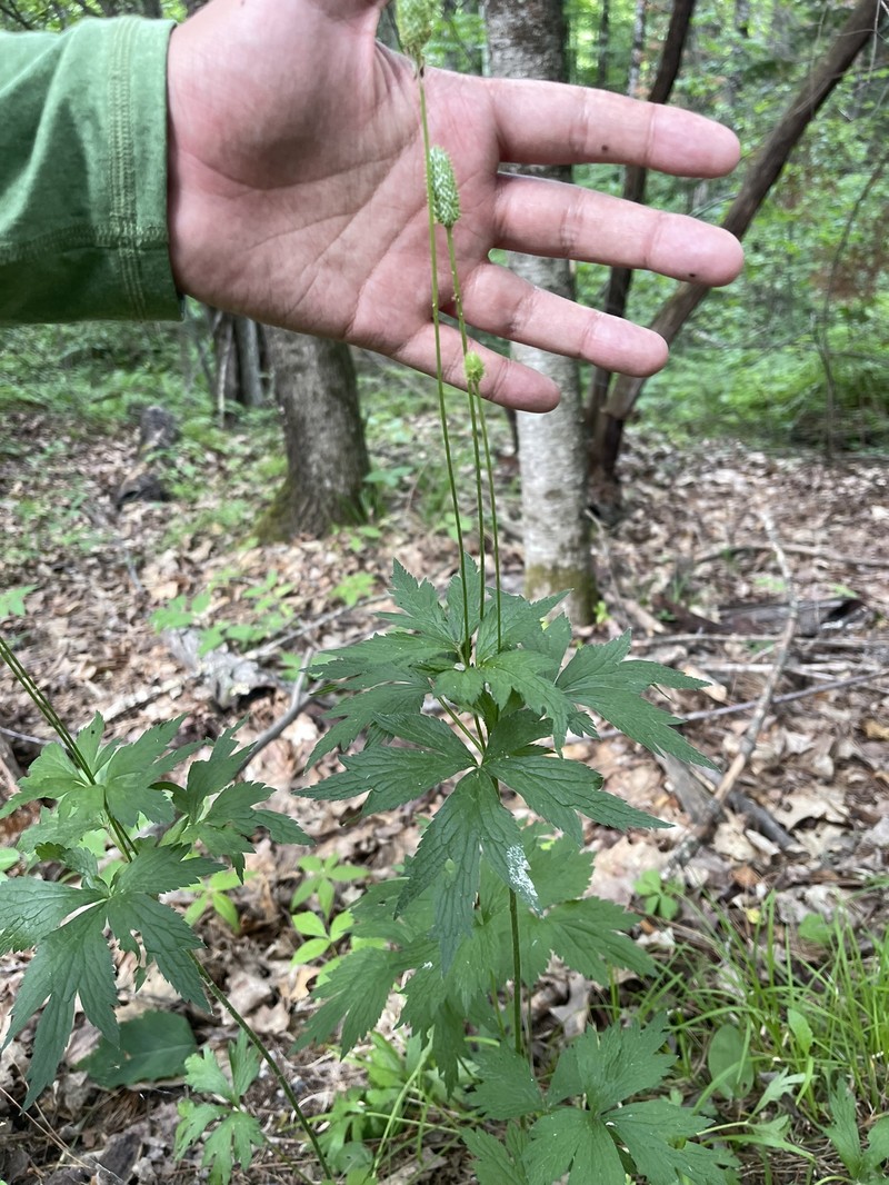 Anemone virginiana var. alba photo 8