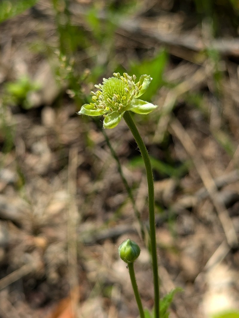 Anemone virginiana var. cylindroidea