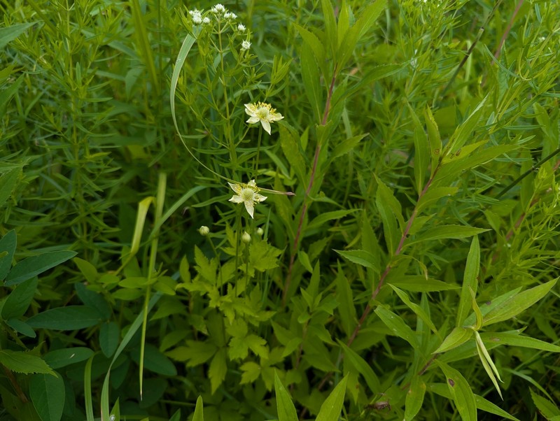 Anemone virginiana var. cylindroidea photo 2