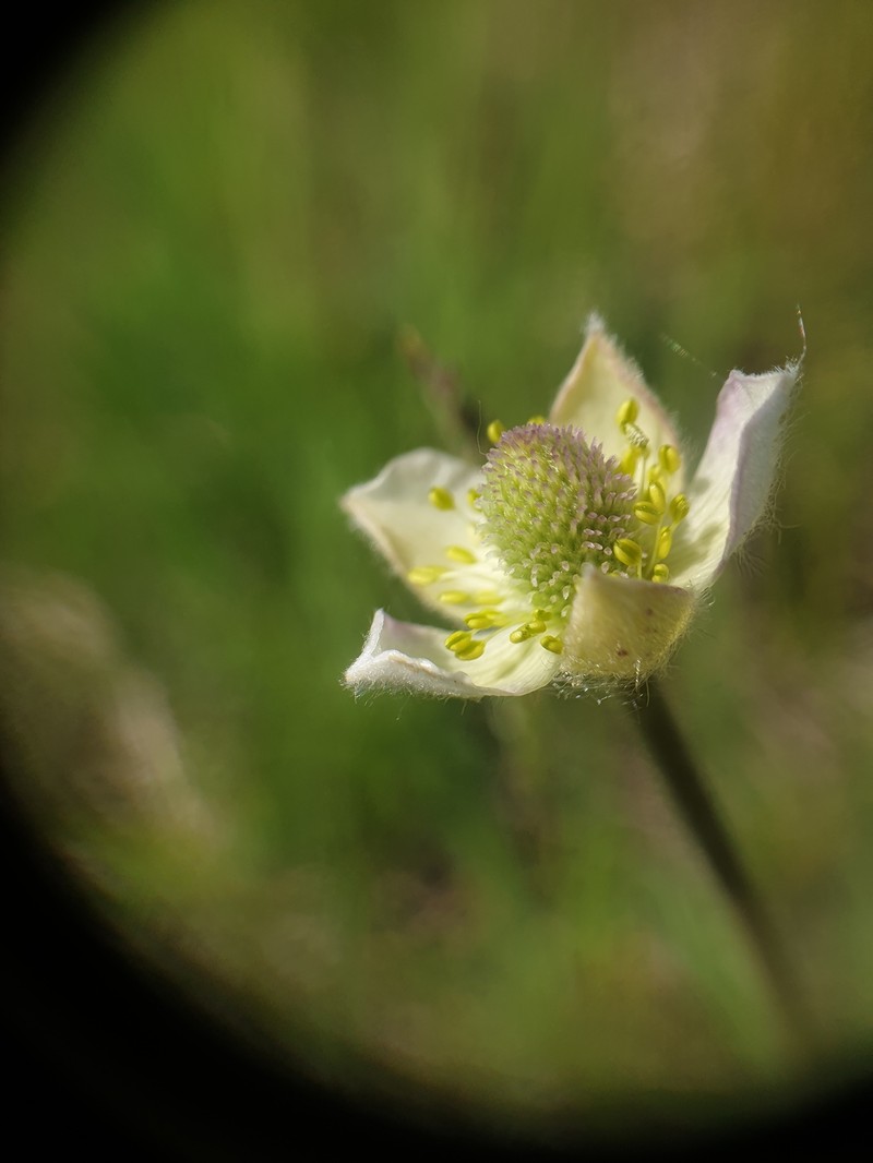 Anemone virginiana var. cylindroidea photo 3