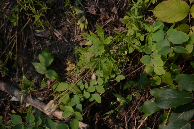 Anemone virginiana var. cylindroidea photo 4