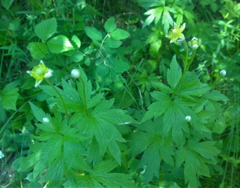 Anemone virginiana var. cylindroidea photo 5