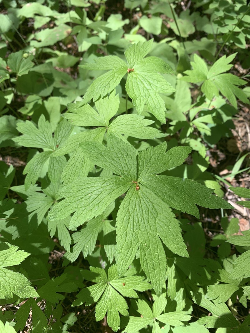 Anemone virginiana var. cylindroidea photo 6