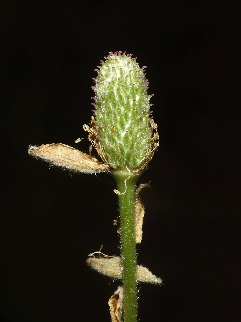 Anemone virginiana var. cylindroidea photo 7