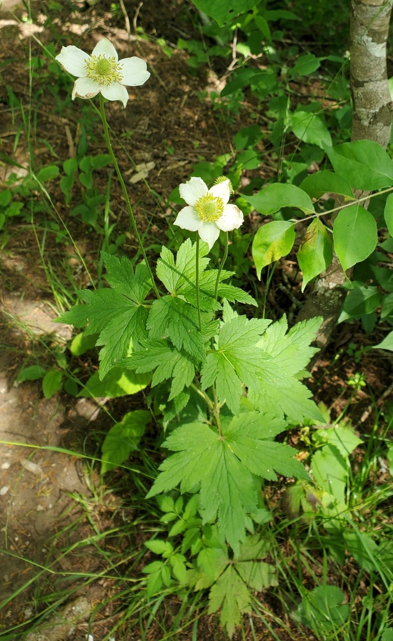 Anemone virginiana var. virginiana photo 2