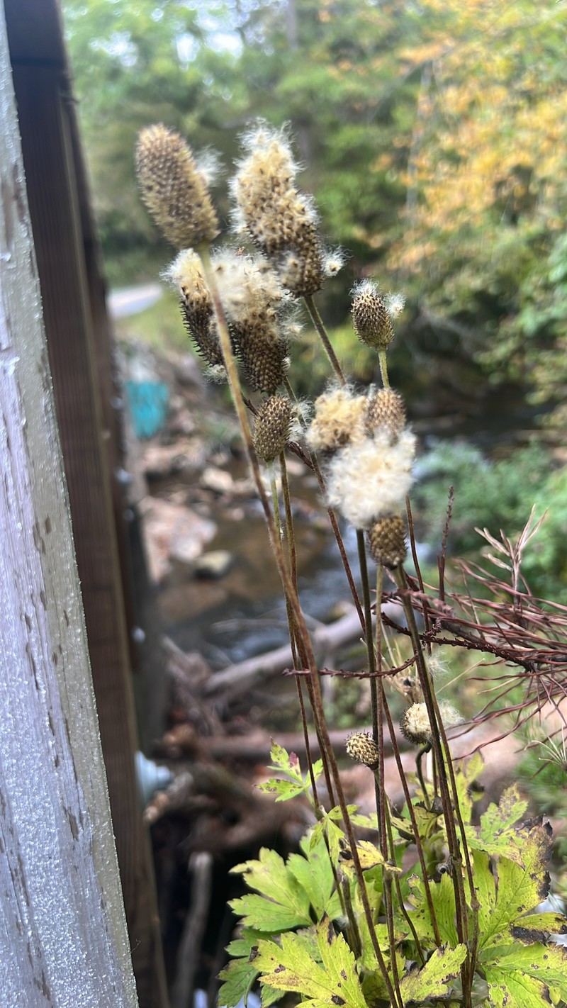 Anemone virginiana var. virginiana photo 3