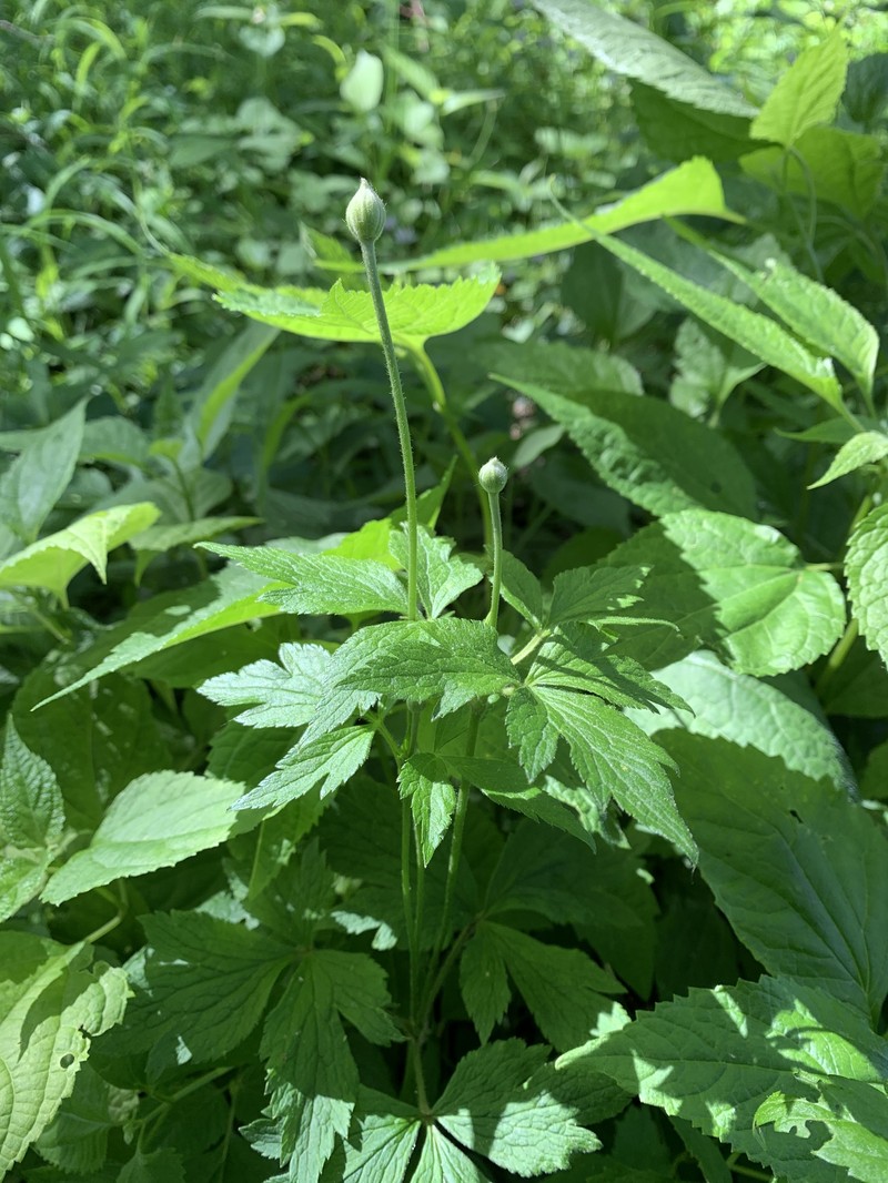 Anemone virginiana var. virginiana photo 4